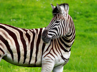 Animals