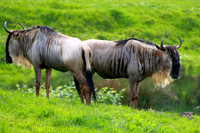 Animals