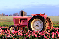 2021 Wooden Shoe Tulip Festival
