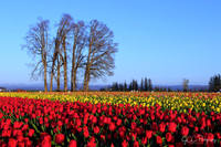 2021 Wooden Shoe Tulip Festival