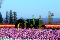 2021 Wooden Shoe Tulip Festival