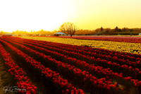 2021 Wooden Shoe Tulip Festival