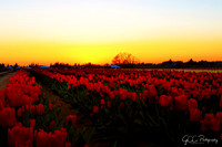 2021 Wooden Shoe Tulip Festival