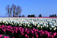 2021 Wooden Shoe Tulip Festival