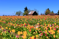2021 Wooden Shoe Tulip Festival