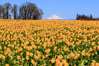 2021 Wooden Shoe Tulip Festival