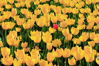 2021 Wooden Shoe Tulip Festival