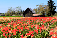 2021 Wooden Shoe Tulip Festival