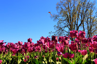 2021 Wooden Shoe Tulip Festival