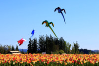 2021 Wooden Shoe Tulip Festival
